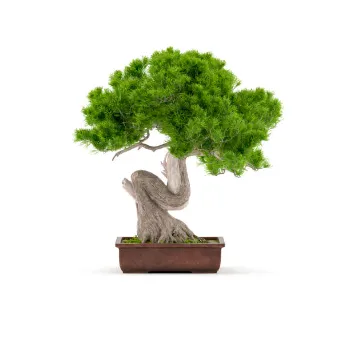 Indoor Bonsai Plants